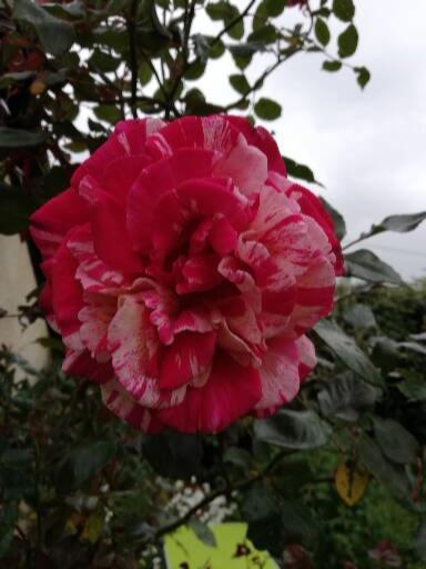 Au Coeur Du Jardin Villa La Boussac Luaran gambar